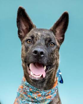 Rescue Shepherd Dogs for Adoption in Scottsdale, Arizona - Aurora | PetCurious