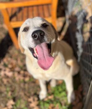 Rescue Great Pyrenees and Anatolian Shepherd Dogs for Adoption in Neosho, Missouri - Patsy | PetCurious