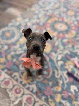 Pit Bull Terrier Dogs Available for Adoption - Sassy Wigglebutt McTug-of-War Supreme | PetCurious