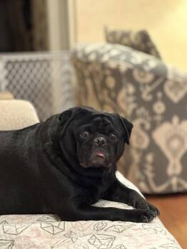 Pug Dogs Available for Adoption - Batman | PetCurious