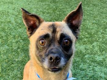 FINIGAN -  Pug and Mixed Breed Dog for Adoption in Moreno Valley, California - FINIGAN | PetCurious