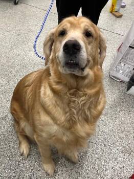 Golden Retriever Dogs Available for Adoption in Auburn, Indiana - Persephone | PetCurious