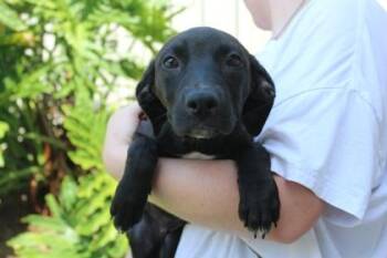 Lolita -  Hound and Mixed Breed Dog for Adoption in Brunswick, Georgia - Lolita | PetCurious