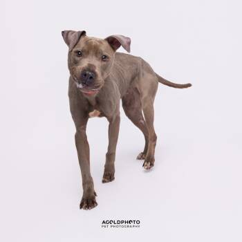 Rescue Terrier Dogs for Adoption in Tampa, Florida - Jane | PetCurious