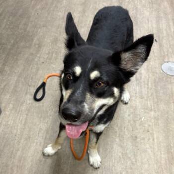 Portia -  German Shepherd Dog Dog for Adoption in Pasadena, California - Portia | PetCurious