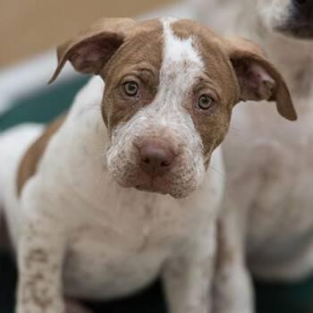 Cowboy -  Hound and Pit Bull Terrier Dog for Adoption in Kanab, Utah - Cowboy | PetCurious