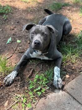 Rescue Labrador Retriever Dogs for Adoption in Sevierville, Tennessee - Newt | PetCurious