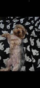Webster -  Yorkshire Terrier Dog for Adoption in Forney, Texas - Webster | PetCurious