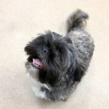 BOZZIE -  Shih Tzu and Mixed Breed Dog for Adoption in Aurora, Colorado - BOZZIE | PetCurious
