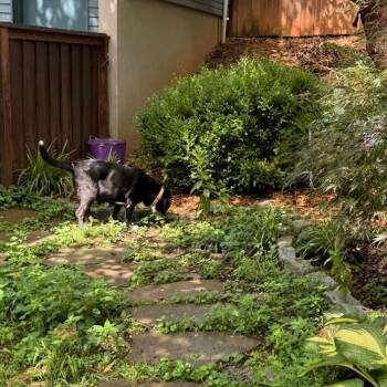 Little Man -  Labrador Retriever Dog for Adoption in Charlottesville, Virginia - Little Man | PetCurious