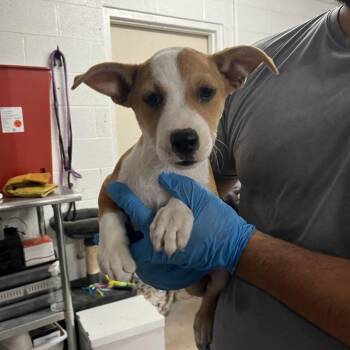 Rocket Raccoon -  Mixed Breed Dog for Adoption in Edinburg, Texas - Rocket Raccoon | PetCurious