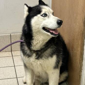 Mixed Breed Dogs Available for Adoption - Russia