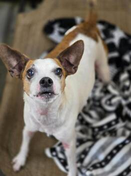 Jac -  Rat Terrier and Mixed Breed Dog for Adoption in Carthage, Missouri - Jac | PetCurious