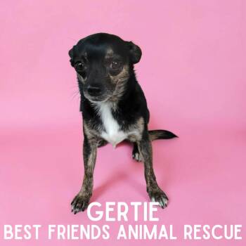 Gertie -  Chihuahua Dog for Adoption in Wasilla, Alaska - Gertie | PetCurious