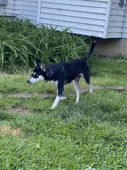 Husky Dogs Available for Adoption in Barnhart, Missouri - Gypsy | PetCurious