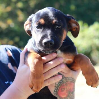 CT Butler -  German Shepherd Dog and Mixed Breed Dog for Adoption in Stormville, New York - CT Butler | PetCurious