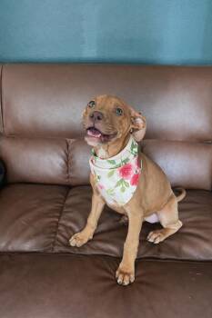 Boxer and Labrador Retriever Dogs Available for Adoption - Leona | PetCurious