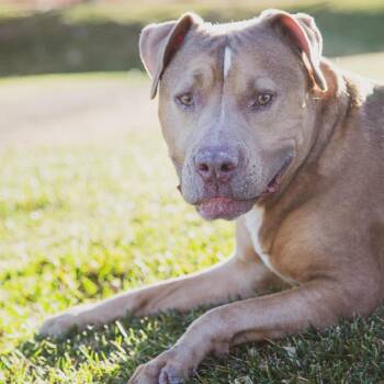 Honey Bee -  Pit Bull Terrier Dog for Adoption in Las Vegas, Nevada - Honey Bee | PetCurious