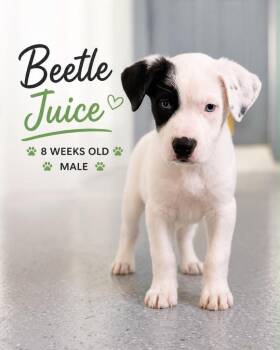 Beetlejuice -  Mixed Breed Dog for Adoption in Kingsland, Georgia - Beetlejuice | PetCurious