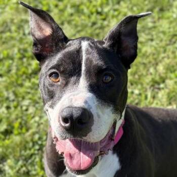 Izzie -  American Staffordshire Terrier Dog for Adoption in Jefferson, Wisconsin - Izzie | PetCurious