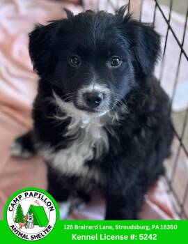 Golden Retriever and Poodle Dogs Available for Adoption - Dally | PetCurious