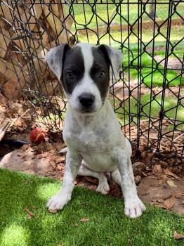 Leo -  Terrier Dog for Adoption in Sunrise, Florida - Leo | PetCurious