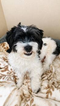 Max in RI -  Shih Tzu Dog for Adoption in Cranston, Rhode Island - Max In RI | PetCurious