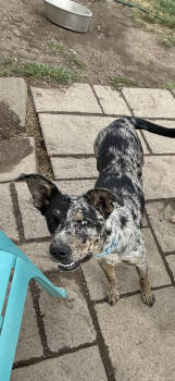 Rescue Australian Shepherd Dogs for Adoption in Polson, Montana - Jessie | PetCurious