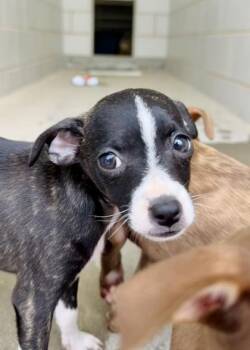 Daisy -  Chihuahua and Mixed Breed Dog for Adoption in Morristown, New Jersey - Daisy | PetCurious