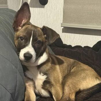 Rio -  Mixed Breed Dog for Adoption in Houston, Texas - Rio | PetCurious