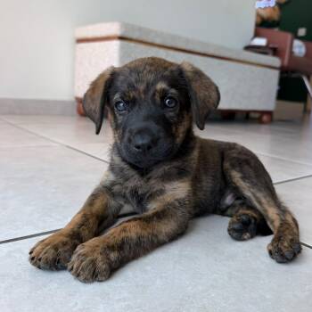 Dante - light grayish eyes -  Labrador Retriever Dog for Adoption - Dante - Light Grayish Eyes | PetCurious