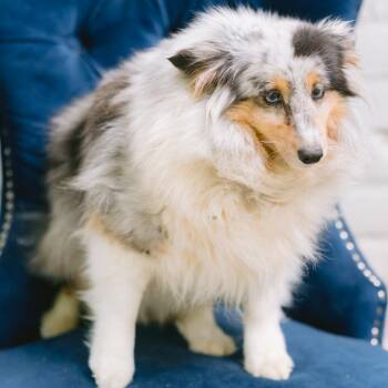 Shetland Sheepdog Sheltie Dogs Available for Adoption in Zionsville, Indiana - Sophie | PetCurious