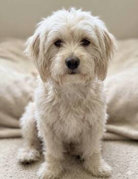 Falkor -  Poodle Dog for Adoption in Upland, California - Falkor | PetCurious