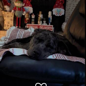 Koda Jane -  Catahoula Leopard Dog and Terrier Dog for Adoption in Abbotsford, British Columbia - Koda Jane | PetCurious