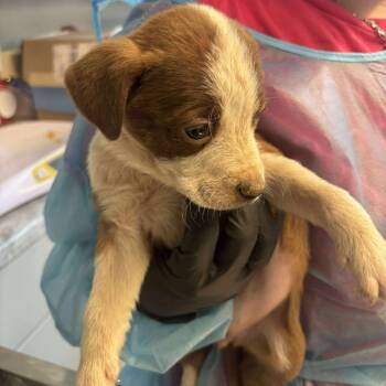 Rescue Mixed Breed Dogs for Adoption in Huntington, West Virginia - Regan | PetCurious