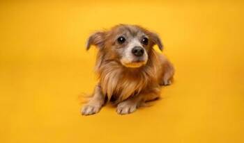 Timber -  Pomeranian and Mixed Breed Dog for Adoption in Fort Worth, Texas - Timber | PetCurious