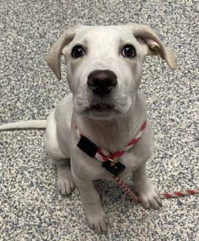 Hank -  Labrador Retriever Dog Available for Adoption in Golden, Colorado - Hank | PetCurious