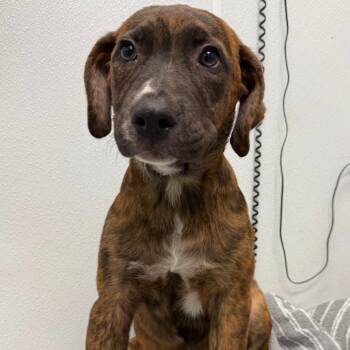 Elliot -  Terrier Dog for Adoption in Abilene, Texas - Elliot | PetCurious
