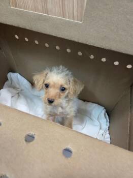 Polly -  Terrier Dog for Adoption in Kennewick, Washington - Polly | PetCurious