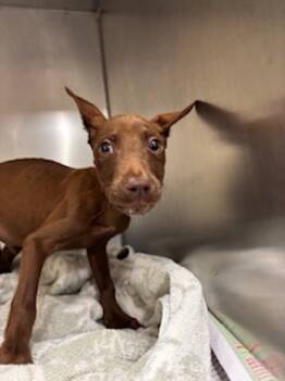 Rescue Terrier and Mixed Breed Dogs for Adoption in Honolulu, Hawaii - 59759834 | PetCurious