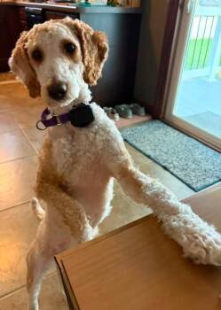 Russell -  Poodle Dog for Adoption in Wausau, Wisconsin - Russell | PetCurious