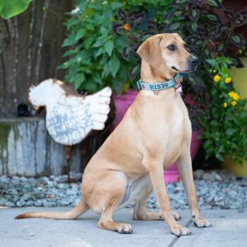 Maisy -  Hound Dog for Adoption in Wake Forest, North Carolina - Maisy | PetCurious