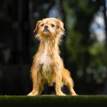 Fudge -  Cairn Terrier and Mixed Breed Dog for Adoption in Jupiter, Florida - Fudge | PetCurious