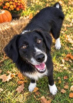 Poe -  Border Collie Dog for Adoption in Winfield, Kansas - Poe | PetCurious