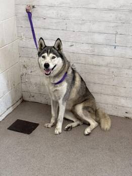 Rescue Siberian Husky Dogs for Adoption in San Bernardino, California - TULIP | PetCurious