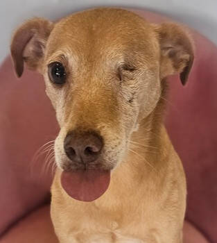 Rescue Italian Greyhound and Chihuahua Dogs for Adoption in Los Angeles, California - Protector #3179 | PetCurious