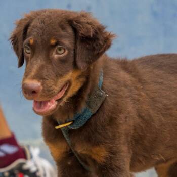 Grizzly -  Australian Kelpie and Whippet Dog for Adoption in New York, New York - Grizzly | PetCurious