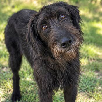 Sir -  Giant Schnauzer and Mixed Breed Dog for Adoption in Buchanan Dam, Texas - Sir | PetCurious