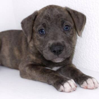 Pit Bull Terrier Dogs Available for Adoption - Rusty | PetCurious