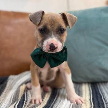 Pit Bull Terrier and Labrador Retriever Dogs Available for Adoption in Friendswood, Texas - Kathy Cutie Girl | PetCurious